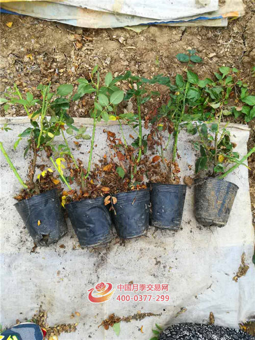 月季花秋季修剪、促花小技巧！(圖1)